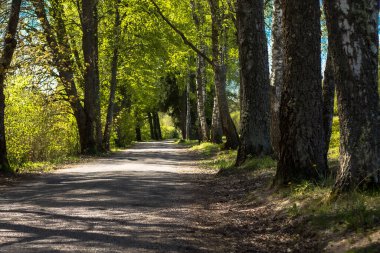 Yazın yeşil ağaçlı kır yolu.