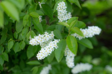 Beyaz kokulu çiçekli bir ağaç, ilkbaharda bir iva. Anneler Günü için çiçekler..