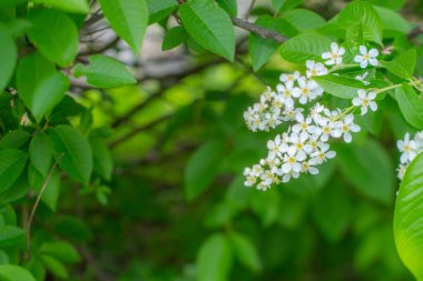 Beyaz kokulu çiçekli bir ağaç, ilkbaharda bir iva. Anneler Günü için çiçekler..