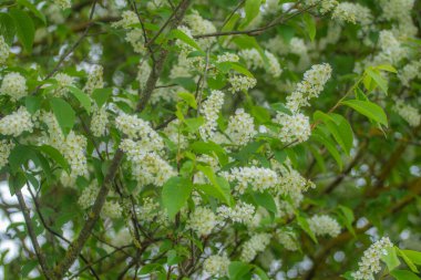 Beyaz kokulu çiçekli bir ağaç, ilkbaharda bir iva. Anneler Günü için çiçekler..