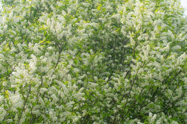 Beyaz kokulu çiçekli bir ağaç, ilkbaharda bir iva. Anneler Günü için çiçekler..