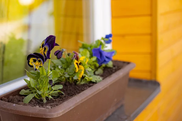 Una Maceta Con Flores Primavera Cerca Pared Madera Ventana Casa — Foto de Stock