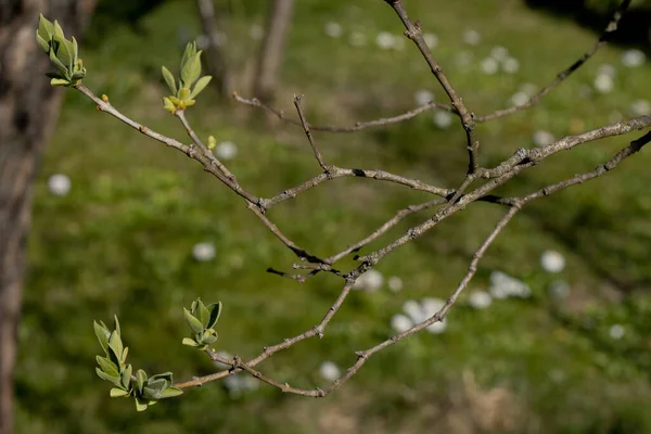 Весной Кусты Имеют Новые Листья Почки — стоковое фото