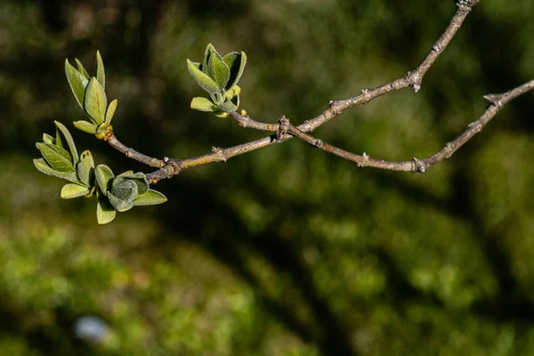Spring Bushes Have New Leaves Buds — Stock Photo, Image