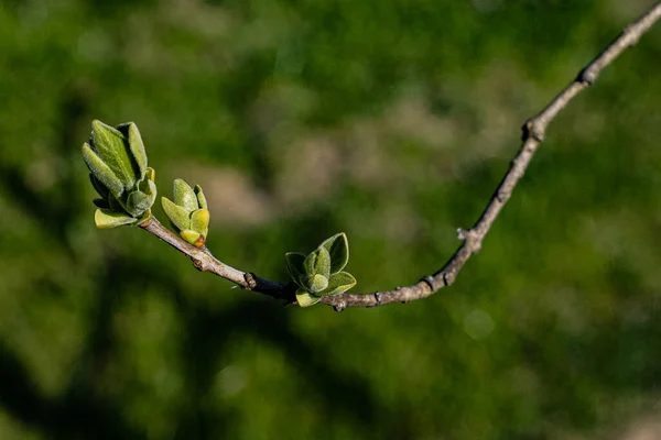 Primavera Los Arbustos Tienen Nuevas Hojas Brotes — Foto de Stock