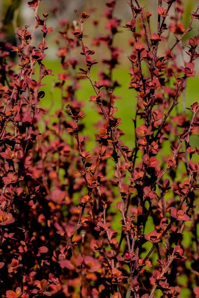 Primavera Arbustos Têm Novas Folhas Botões — Fotografia de Stock