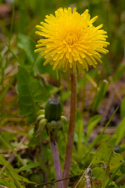 Квітка Кульбаби Листя Лузі Ранньої Весни — стокове фото