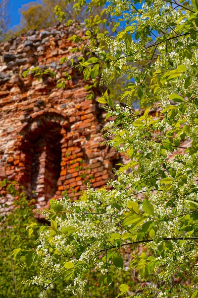 Tuğladan yapılmış eski kale duvarı. Havva çalılarının çiçek açtığı zaman. Bahar. Yumuşak seçici odak.