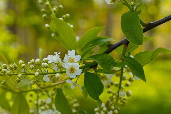 stock image A tree with white fragrant flowers, iva in spring. Flowers for Mother's Day.