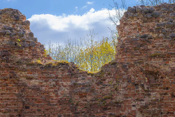 Old castle wall made of bricks. Flowering time of the Eve bush. Spring. Soft selective focus.