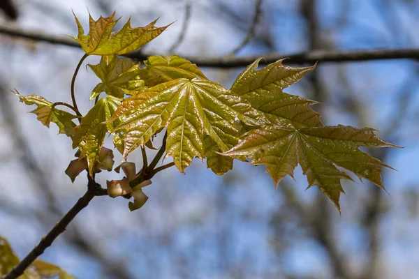 A maple tree with new leaves, a walking trail in the Latvian national forest. Spring green leaves on trees.