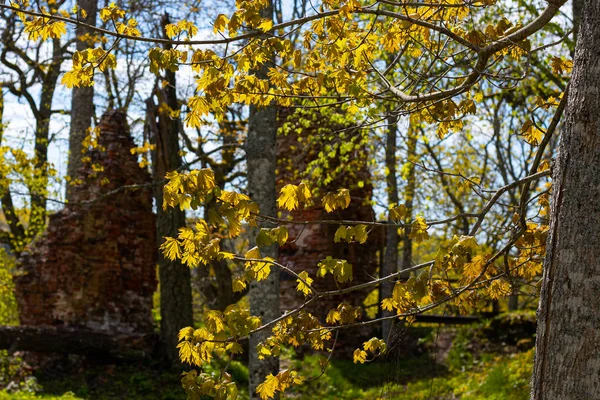 レンガで作られた古い城の壁 イブブッシュの開花時間 柔らかい選択的フォーカス — ストック写真