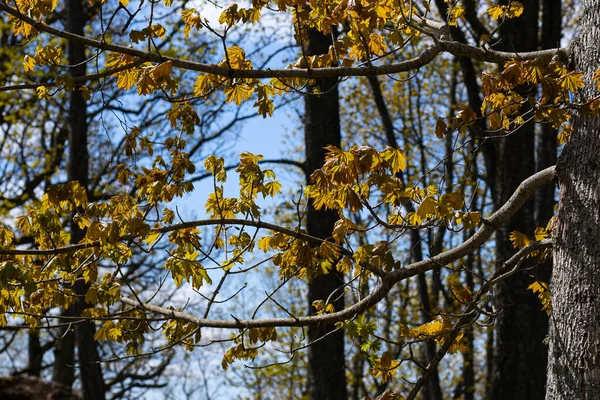 新しい葉を持つカエデの木 ラトビア国立の森の中を歩く歩道 木の上の春の緑 — ストック写真