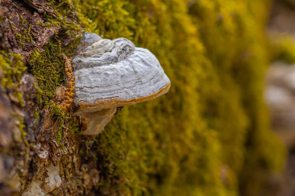 Pilzkuchen Wald Auf Einem Umgestürzten Baum Landschaft Weiche Selektive Fokussierung — Stockfoto