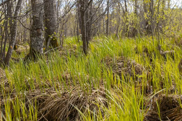 Pântano Grama Primavera Verde Florestas Nacionais Letónia Grande Lago Foco — Fotografia de Stock