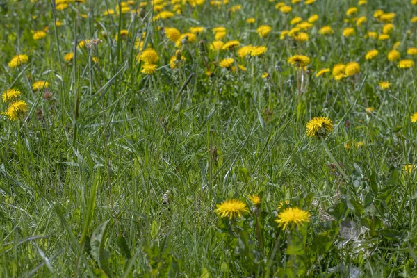 Dandelion meadow with green leaves and flowers, for making a fresh salad. Healthy lifestyle.