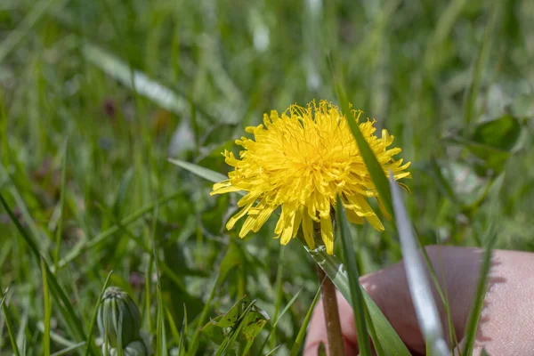 Păpădie Luncă Frunze Verzi Flori Floarea Este Smulsă Mână Stil — Fotografie, imagine de stoc