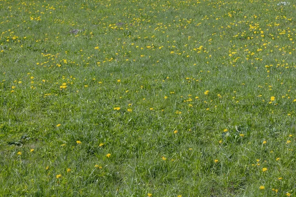 新鮮なサラダを作るための緑の葉や花とタンポポの牧草地 健康的なライフスタイル — ストック写真