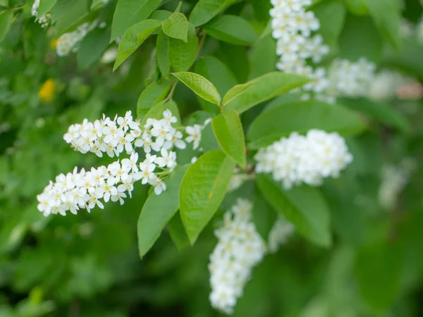 Beyaz kokulu çiçekli bir ağaç, ilkbaharda bir iva. Anneler Günü için çiçekler..