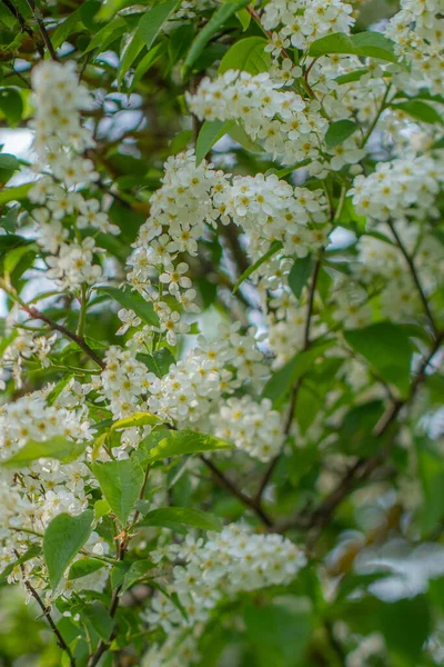 Beyaz kokulu çiçekli bir ağaç, ilkbaharda bir iva. Anneler Günü için çiçekler..