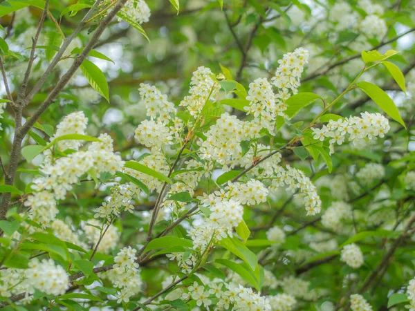 Ett Träd Med Vita Doftande Blommor Iva Våren Blommor För — Stockfoto
