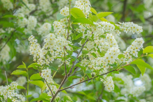Beyaz kokulu çiçekli bir ağaç, ilkbaharda bir iva. Anneler Günü için çiçekler..
