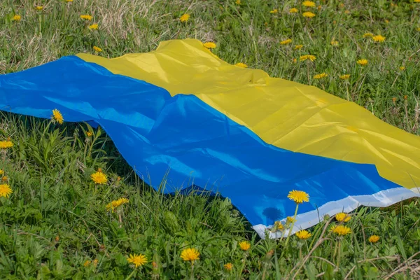 Лузі Канделіон Українським Прапором Літній Фестиваль Який Вибірковий Фокус — стокове фото