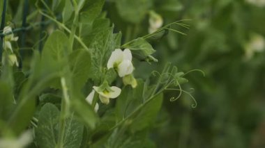 Bezelye çiçeği ve bezelye filizleri rüzgarda savruluyor. Evin yakınındaki bahçede. Sağlıklı bir diyet.