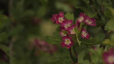 Pembe çiçekli bir çalı rüzgarda hareket eder. Yeşil yapraklı bir çalı. Pembe çiçek. Yaz zamanı..