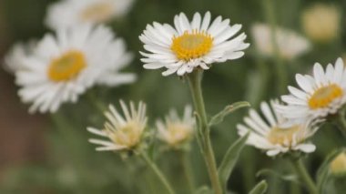 Beyaz papatyalar tatillerde rüzgarda hareket eder. Mezuniyet.