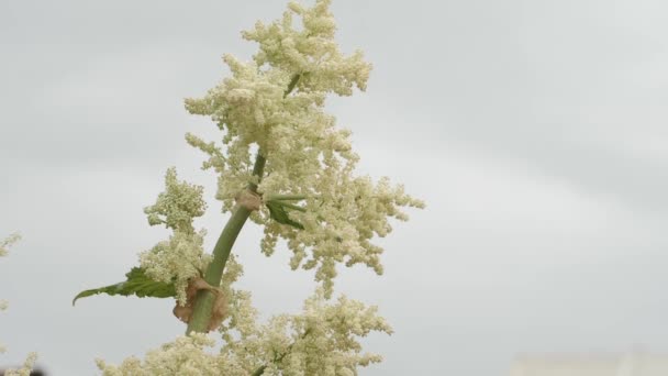 Bílý Květ Rebarbory Pohybuje Letním Měsíci Měkké Selektivní Zaměření — Stock video