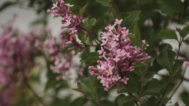 Arbusto Flores Lila Mueve Viento Durante Las Vacaciones Hora Verano — Vídeo de stock