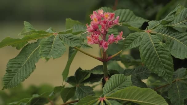 Strom Růžovou Květinou Svíčky Pohybuje Větru Strom Zelenými Listy Květ — Stock video