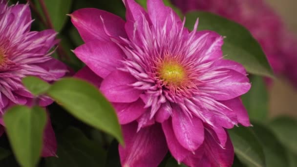 Een Klimplant Met Een Roze Bloem Beweegt Wind Lien Strekt — Stockvideo