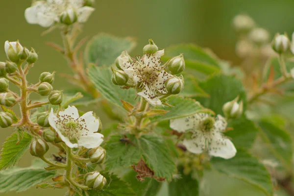Blackberry Куст Белыми Цветами Весной Время Цветения — стоковое фото