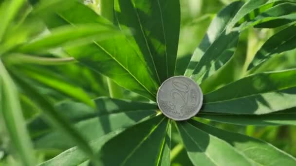 带有20美分硬币的入侵植物花羽扇豆叶 从口袋里掉了出来视频剪辑 — 图库视频影像