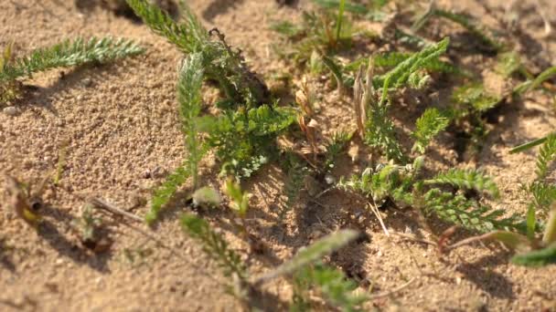 Σπίτι Μυρμηγκιών Στην Άμμο Μυρμήγκια Περπατούν Και Δουλεύουν Για Ταΐσουν — Αρχείο Βίντεο