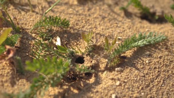Casa Formigas Areia Formigas Caminham Trabalham Para Alimentar Seus Bebês — Vídeo de Stock