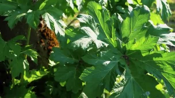 Invazivní Rostlina Zelenými Jedovatými Listy Jedovatou Mízou Lotyština Pohybuje Větru — Stock video