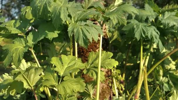 Uma Planta Invasiva Com Folhas Verdes Venenosas Seiva Venenosa Letão — Vídeo de Stock