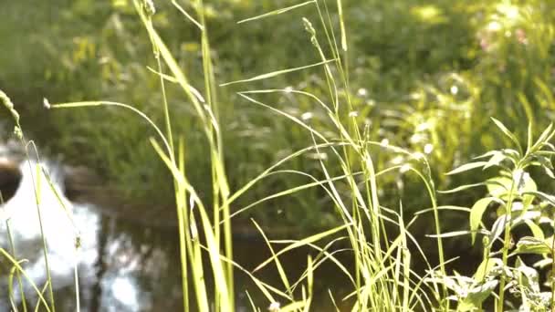 Riverside Herbe Verte Des Prés Diverses Mauvaises Herbes Déplaçant Dans — Video