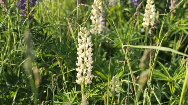 Flower Invasive Lupine Moves Wind Video Clips — Stock Video