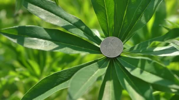 Invasive Pflanze Blüht Lupinenblätter Mit Cent Münze Aus Der Tasche — Stockvideo