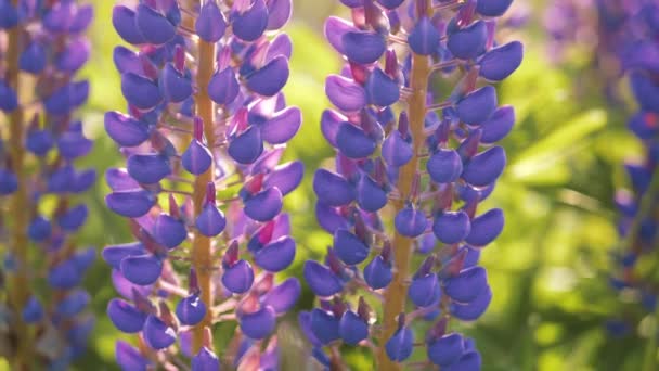 侵入性羽扇豆的花朵在风中飘扬 视频剪辑 — 图库视频影像
