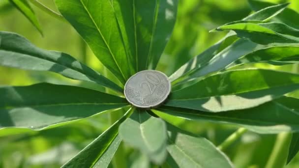 Invasive Pflanze Blüht Lupinenblätter Mit Cent Münze Aus Der Tasche — Stockvideo