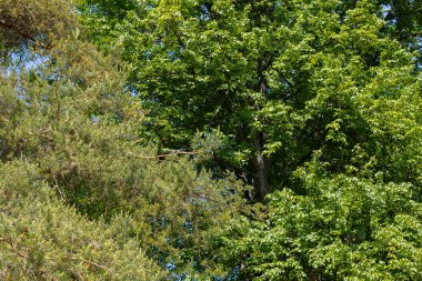 Çam ve ıhlamur doğada yürüyor.