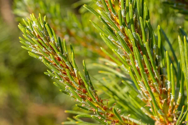 Pine Buds Green Tree Health — Stock Photo, Image