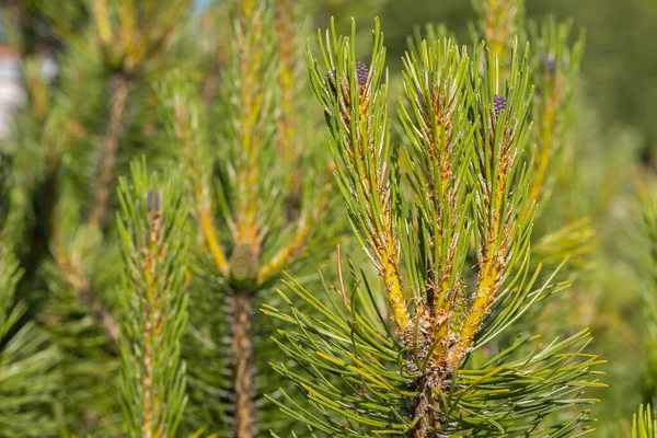 Pine Buds Green Tree Health — Stock Photo, Image
