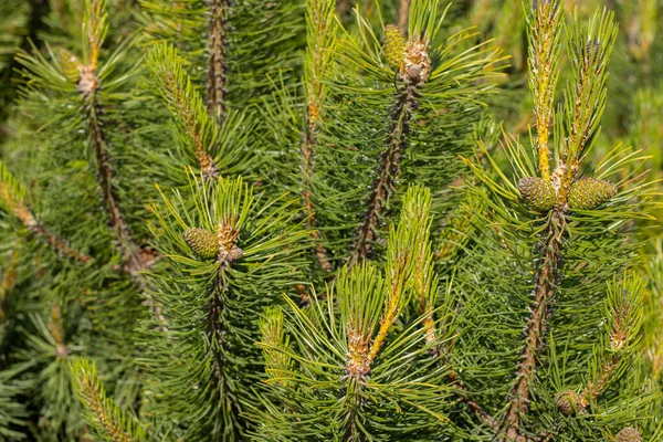 Borovicové Pupeny Zeleném Stromě Zdraví — Stock fotografie