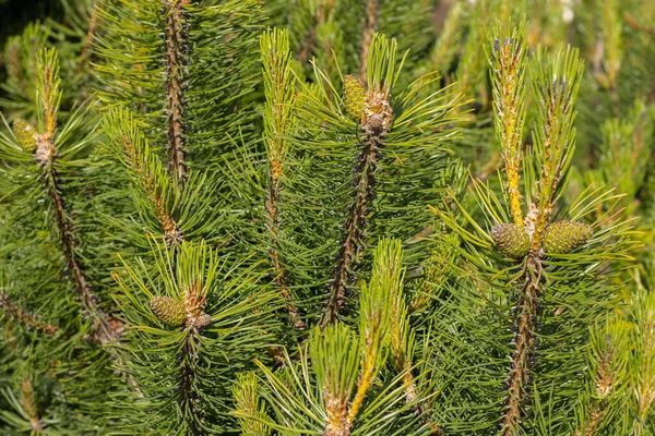 Pąki Sosny Zielonym Drzewie Zdrowiu — Zdjęcie stockowe